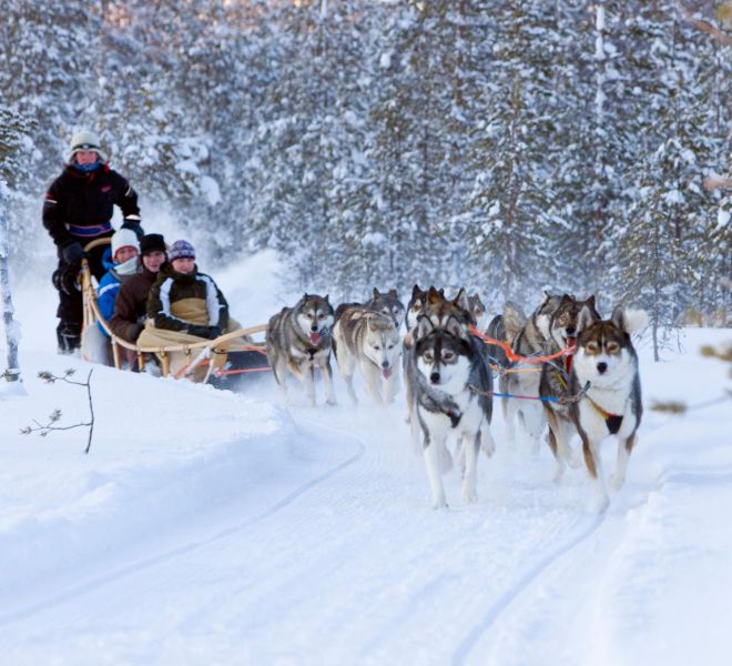 husky-sleigh-ride-alps