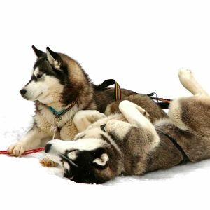 huskys-alps